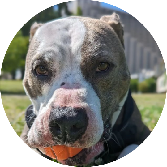 Close-up of black and white pitbull who's carrying a ball in his mouth.