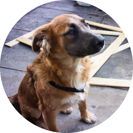 Long-hair, light brown dog with black-ish muzzle sitting like a very good boy.