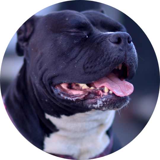 Black cane corso with white chest. Eyes are closed, tongue out.