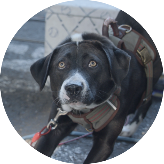 Black dog with some white here and there bowing/stretching.