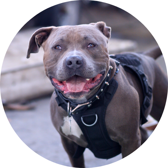 Brown dog with white chest, tongue sticking out.