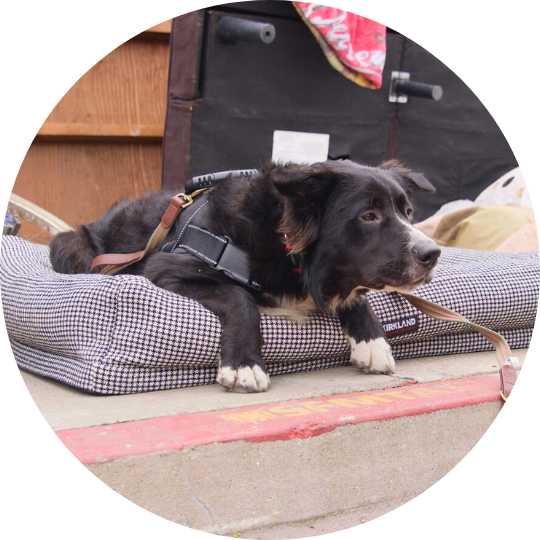 Black dog lying on dog bed that's on the sidewalk.